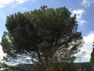 Urbanized land plot in Markovica