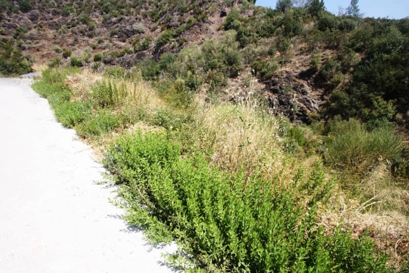 Land Plot in Bečići — photo 4