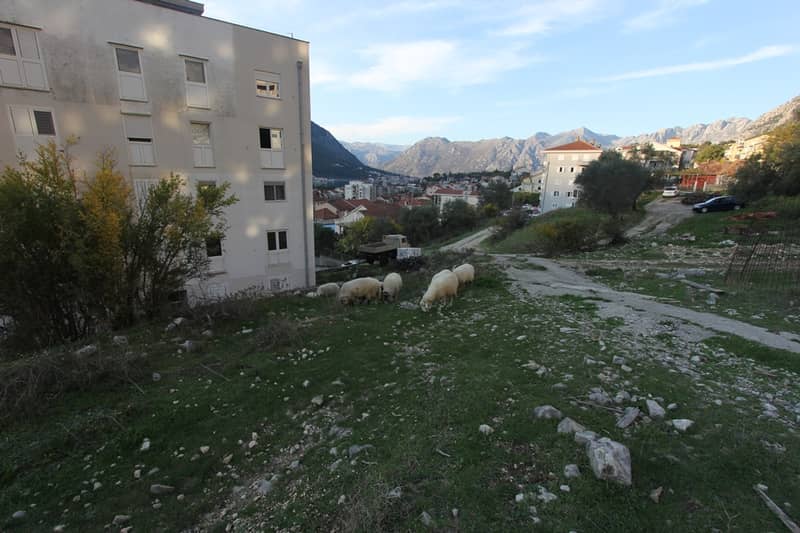 Land Plot in Dobrota — photo 10