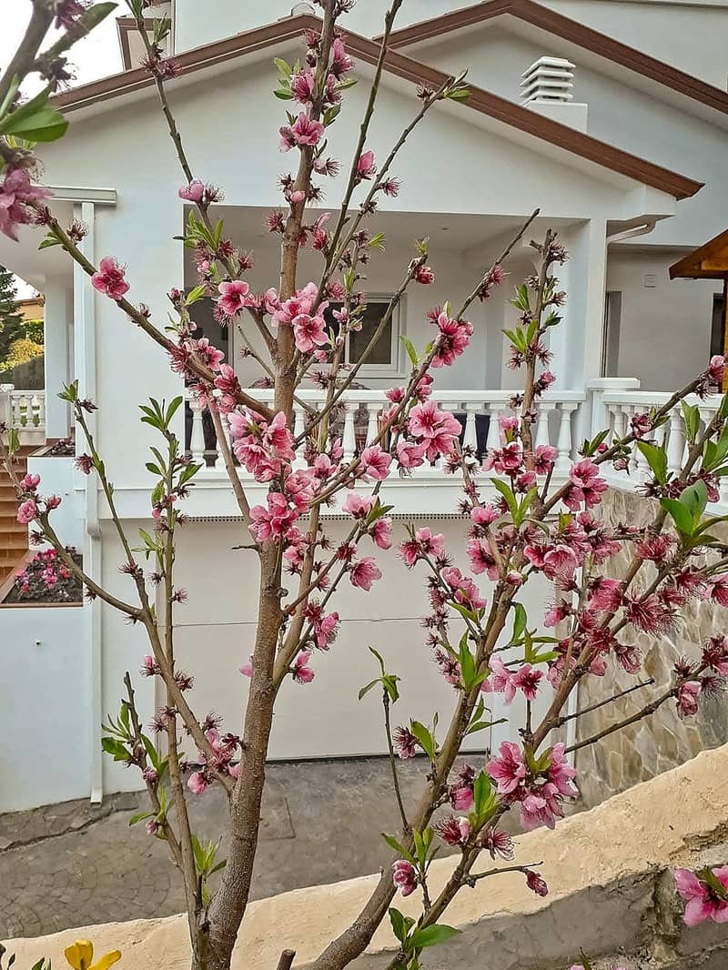 Villa in Cabrillos, Costa Maresme — photo 4