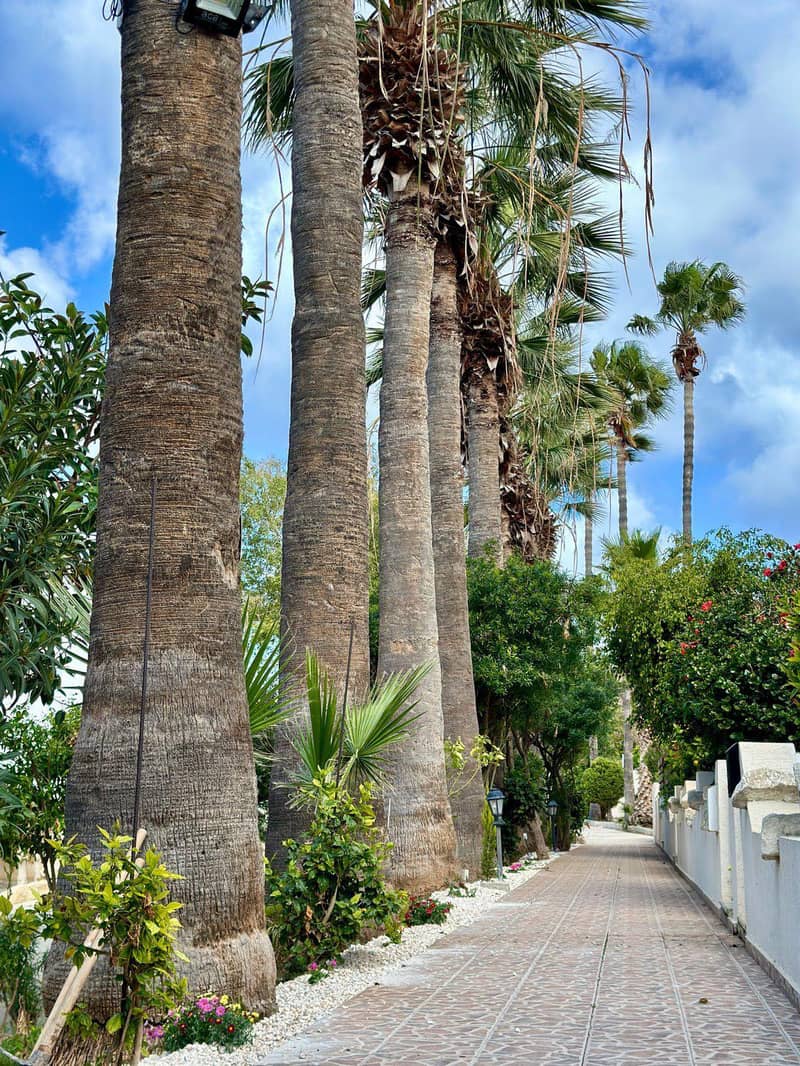 Complex of townhouses with a garden and a swimming pool at 300 meters from the sea, Paphos, Cyprus — photo 6