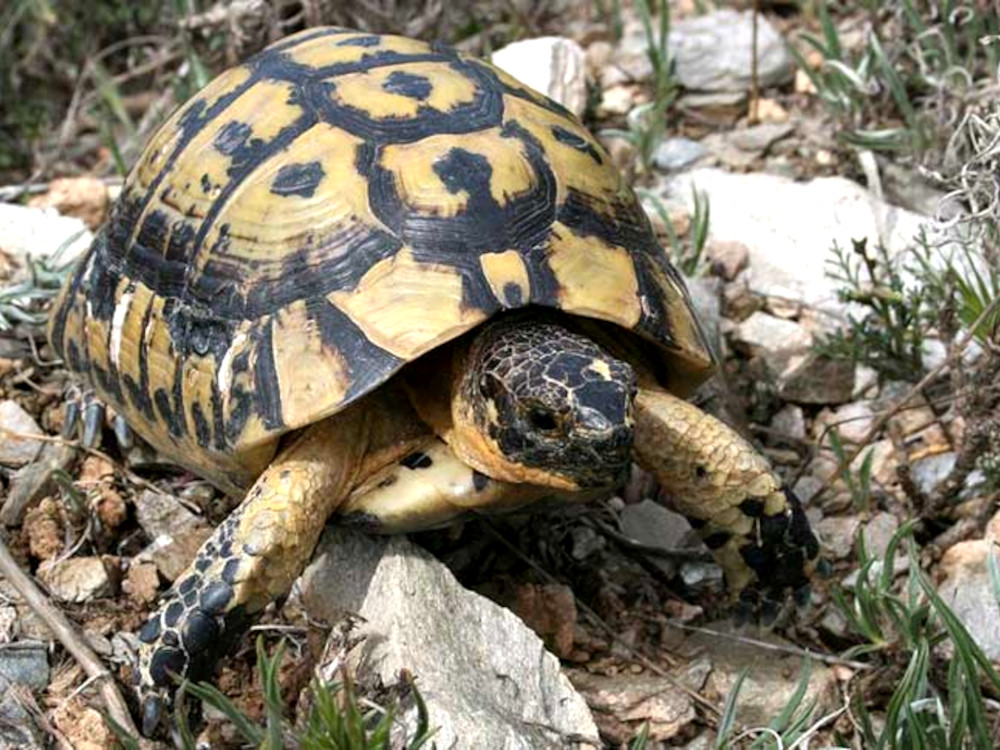 Sea turtle