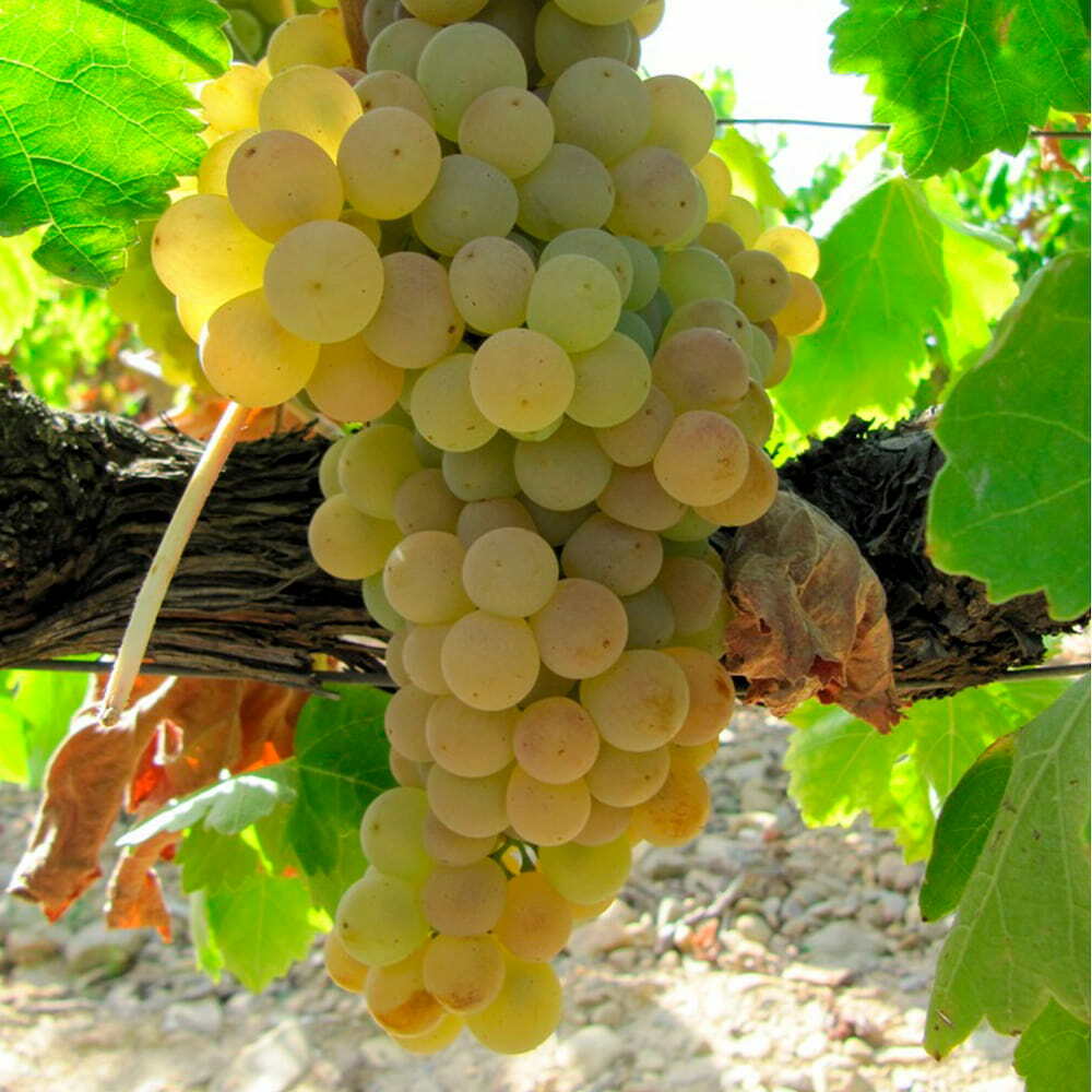 Vineyards