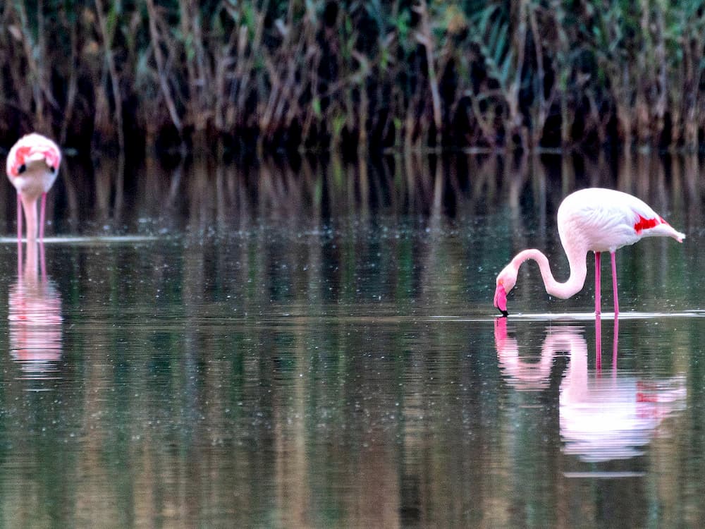 Flamingos
