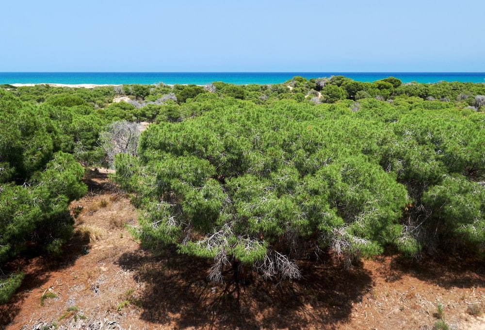 Playa Les Ortigues – beach view