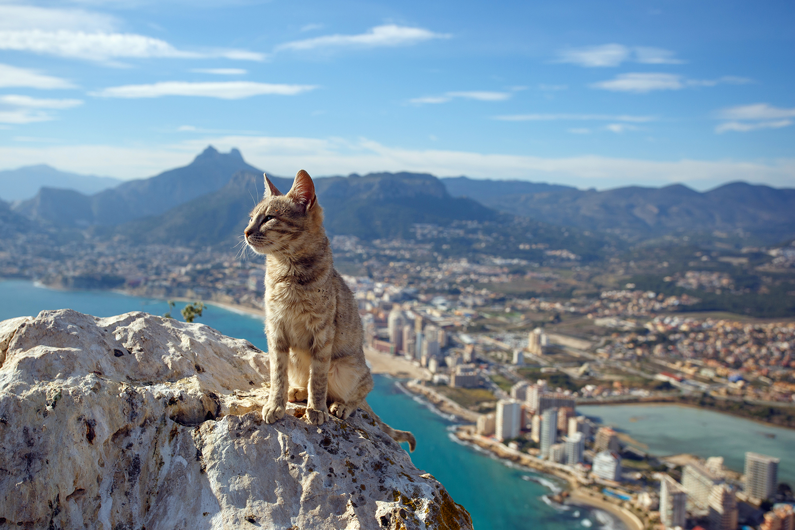 Cat on the mountain
